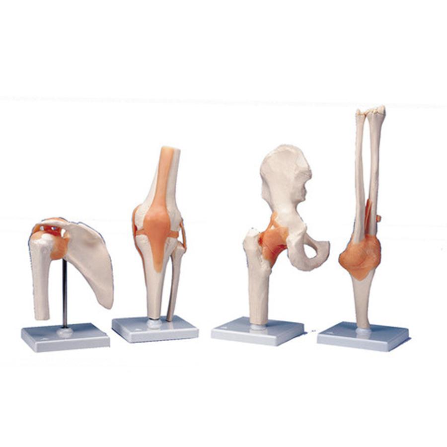 Knee Joint Model