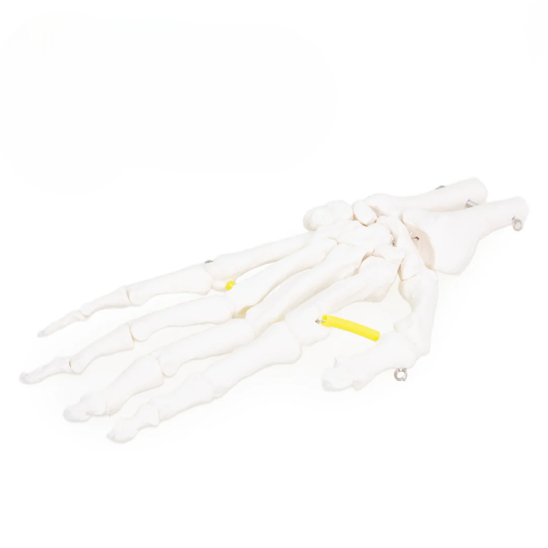 Functional Hand & Wrist Skeleton Model — Life‑Size with Flexible Ligaments
