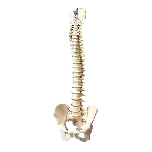 Flexible Spinal Column Model with Pelvis — 74 cm