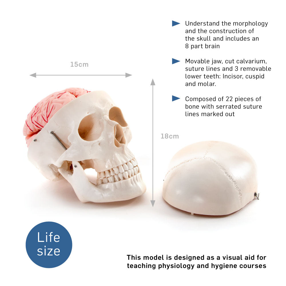 Life Size Human Skull with 8 Part Brain Anatomical Model