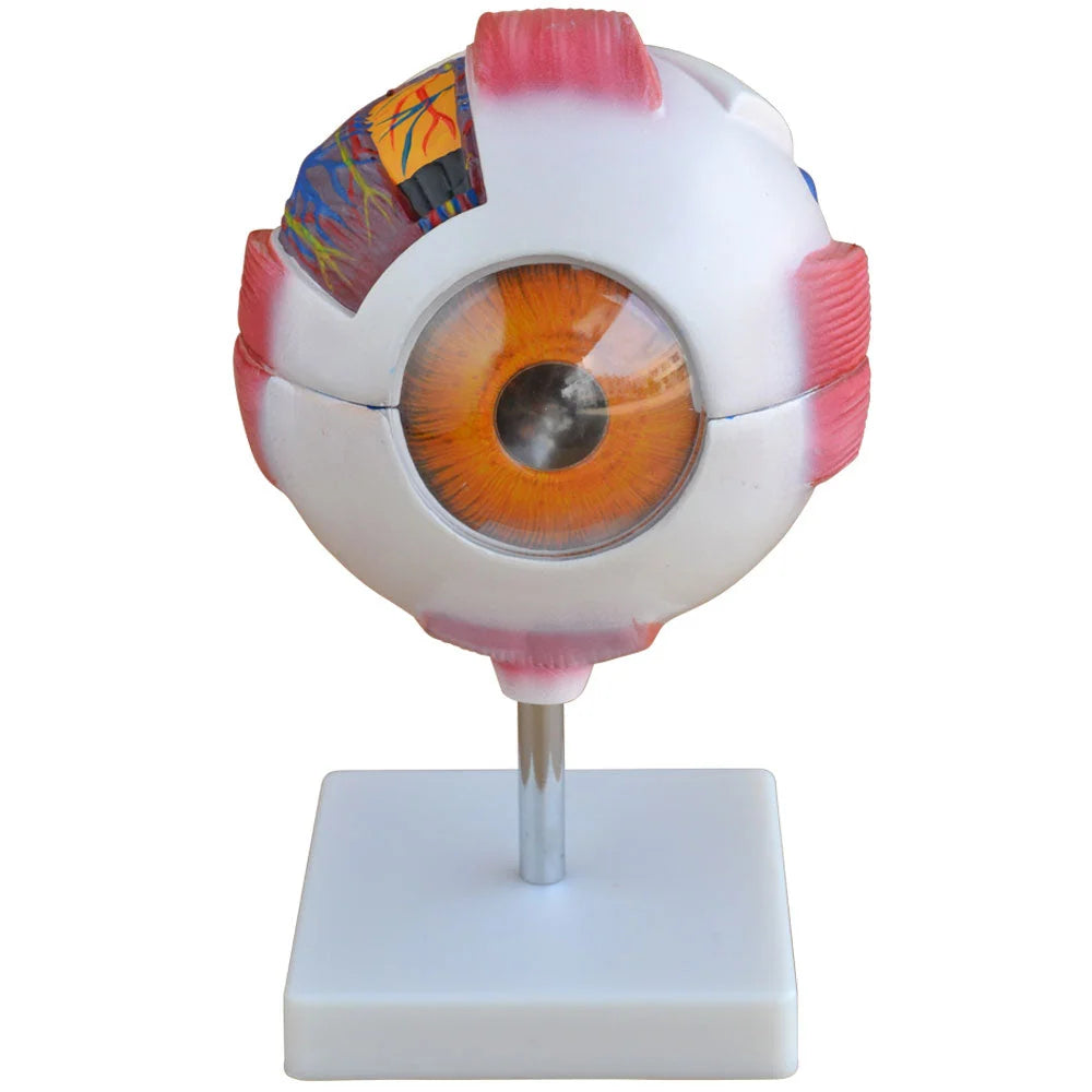 Giant Eye Anatomical Model for Educational Use