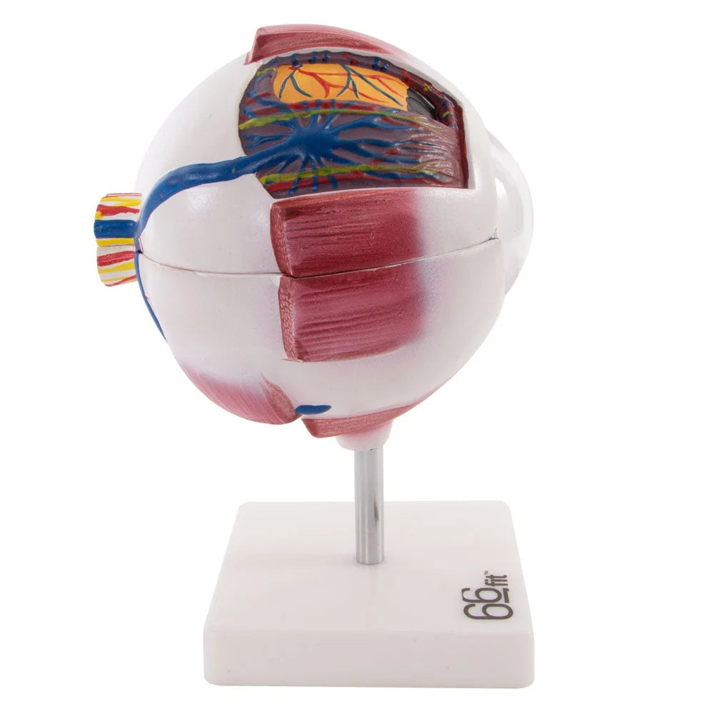Giant Eye Anatomical Model for Educational Use