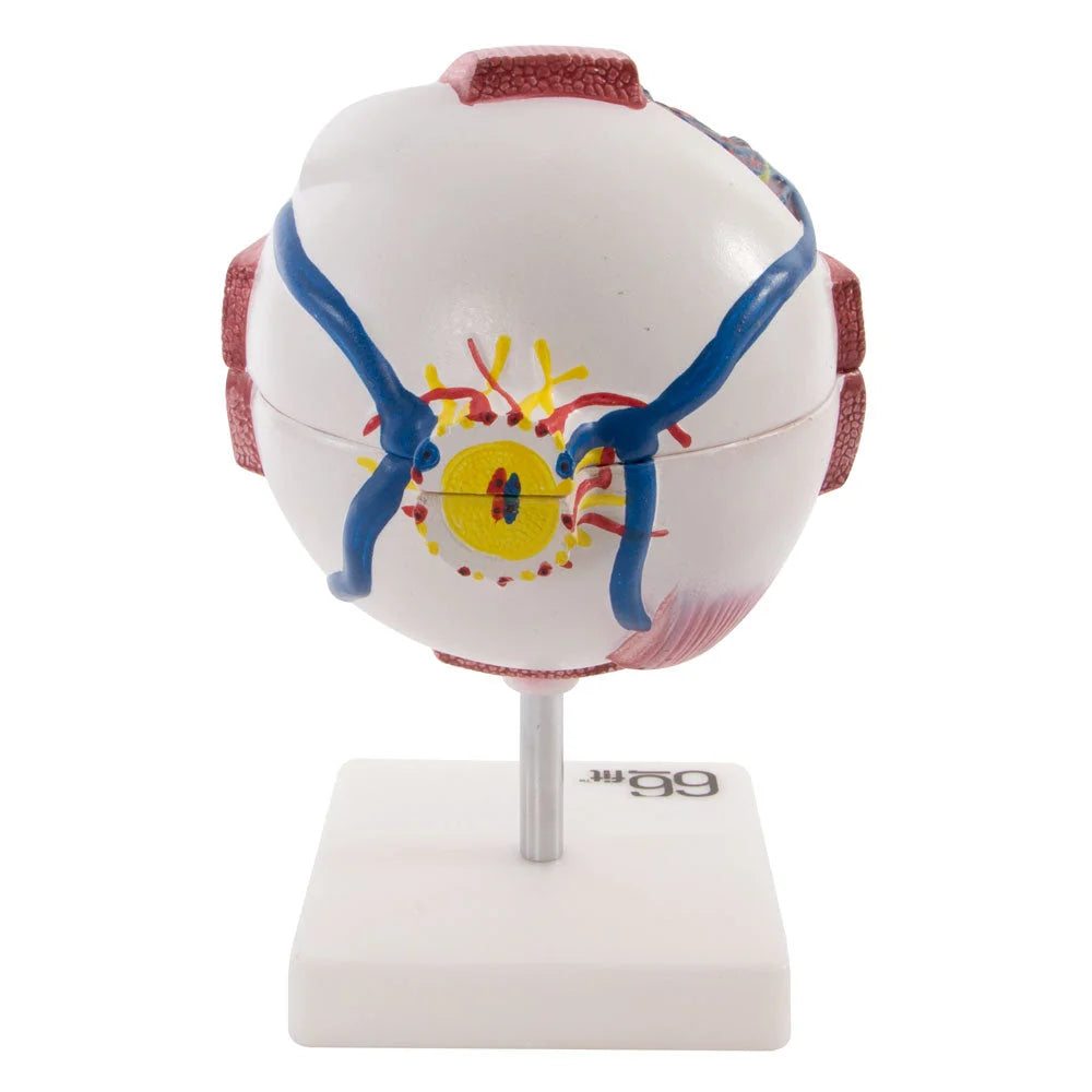 Giant Eye Anatomical Model for Educational Use