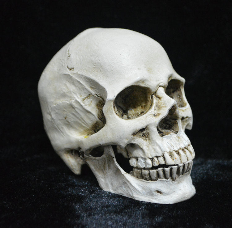 Life-Size Resin Human Skull Model - Anatomy Teaching Tool & Halloween Decor