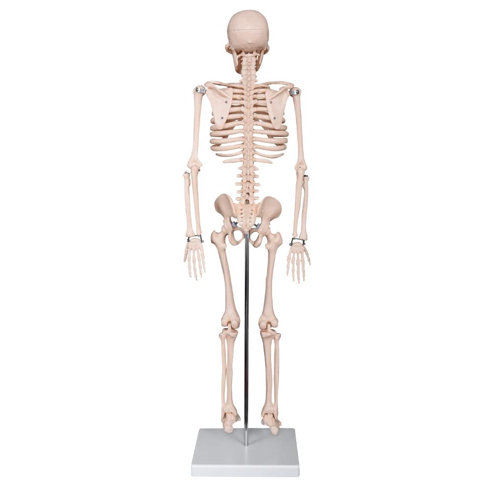 Anatomical Skeleton Model 85cm - Educational PVC Design