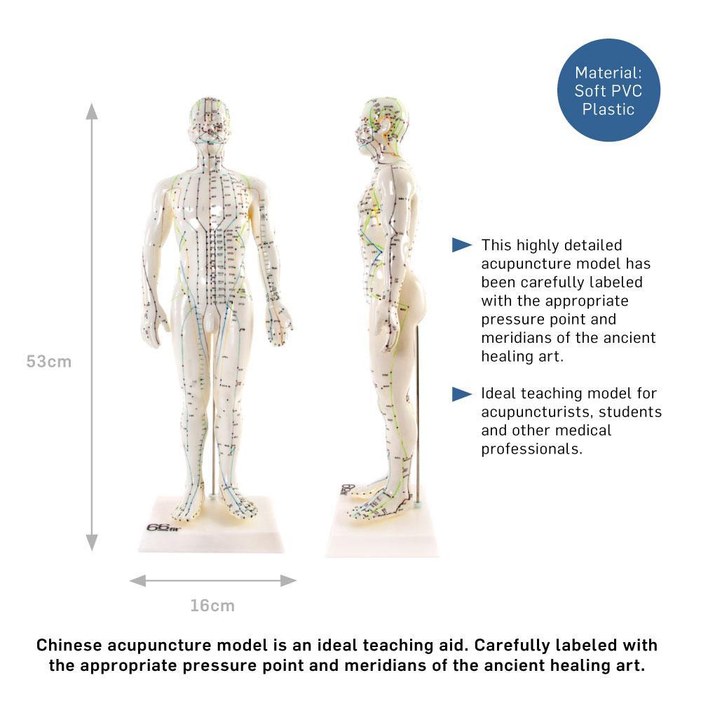 Male Acupuncture Model 50cm for Teaching and Training